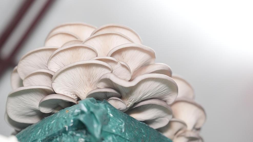 Mantar Zehirlenmesinde Kritik Uyarı: Şikâyetler 6 Saat Sonra Başlıyorsa Tehlike Büyük