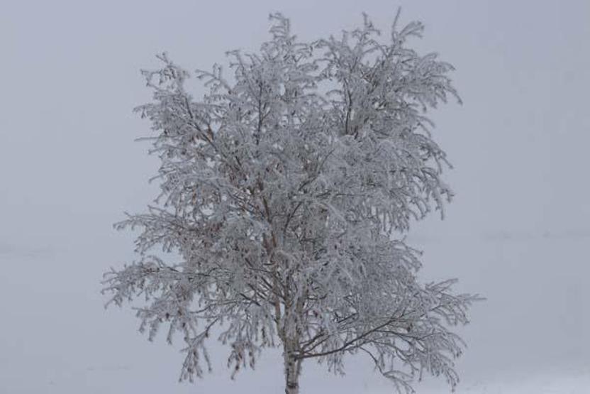Erzurum sıfırın altında 17 dereceyle Türkiyenin en soğuk ili oldu