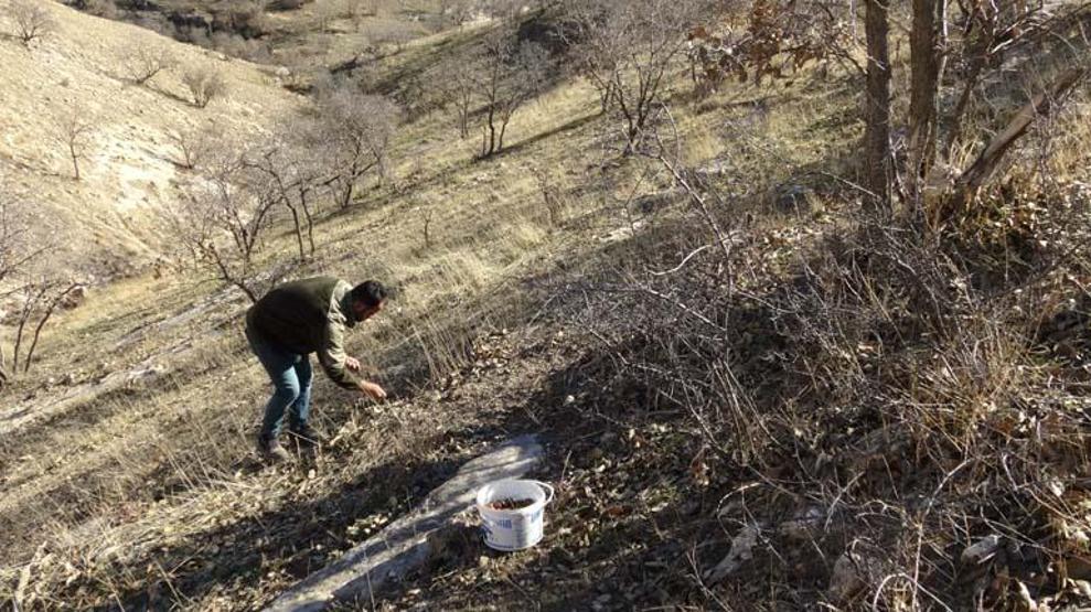 HASTALIKLARA KARŞI ŞİFA DEPOSU; İLAÇ DEĞİL ÇEREZ Doğuda kışın vazgeçilmez lezzeti Hem çiğ hem pişmiş tüketiliyor