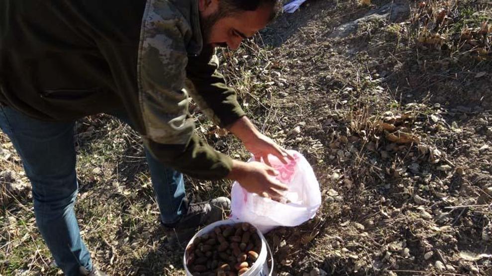 HASTALIKLARA KARŞI ŞİFA DEPOSU; İLAÇ DEĞİL ÇEREZ Doğuda kışın vazgeçilmez lezzeti Hem çiğ hem pişmiş tüketiliyor
