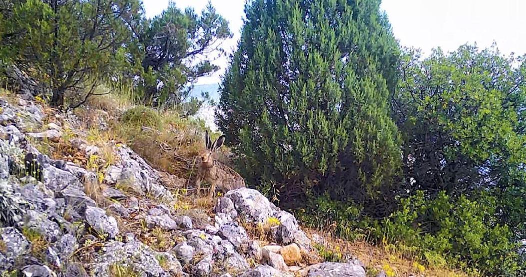 DKMPden gülümseten paylaşım Ormanın sessiz sakinleri