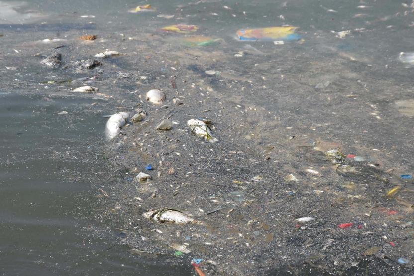 İzmir Körfezinde korkutan tablo Soruşturma başlatıldı