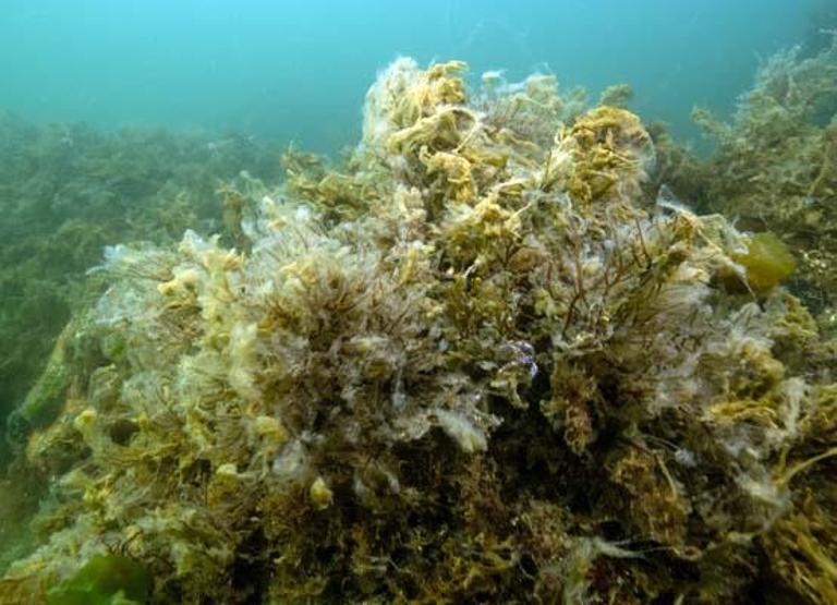 İstanbul açıklarında durum bu: Müsilaj esareti