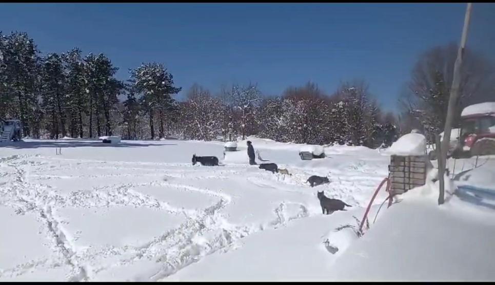 Sıpasıyla kar keyfi yaptı, ahıra zor soktu