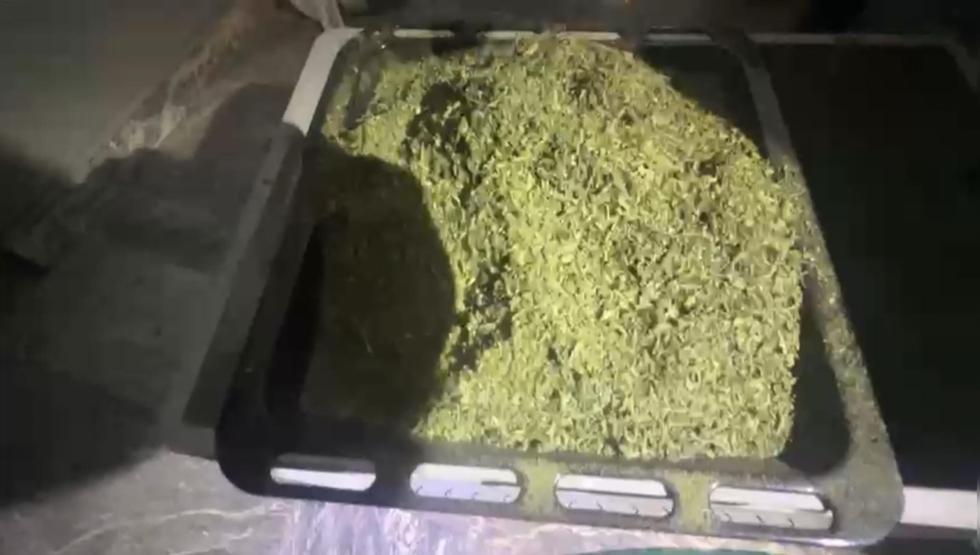 Villaya uyuşturucu serası kuran şüpheli uyurken yakalandı
