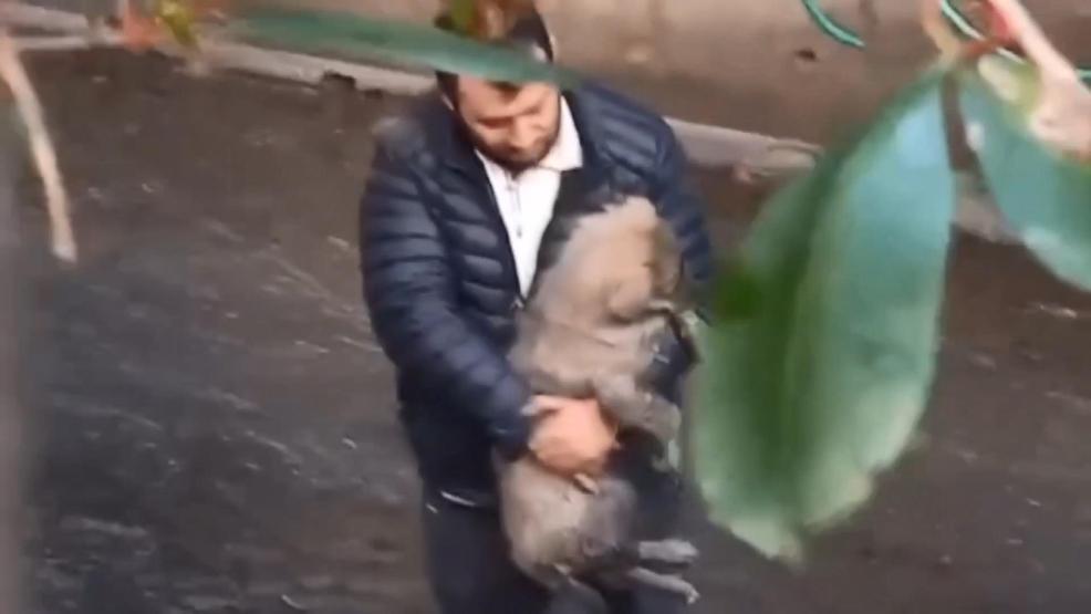 Ataşehir’de köpeğini kurtarmak isterken derede mahsur kaldı
