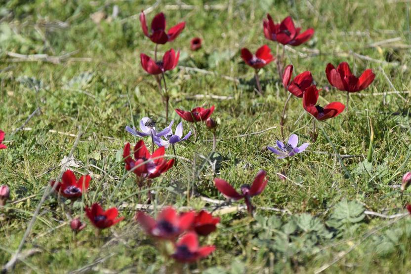 ANADOLUNUN PİRAMİTLERİ: Bintepeler diyorlar Krallar ve soylular defnedilmiş...