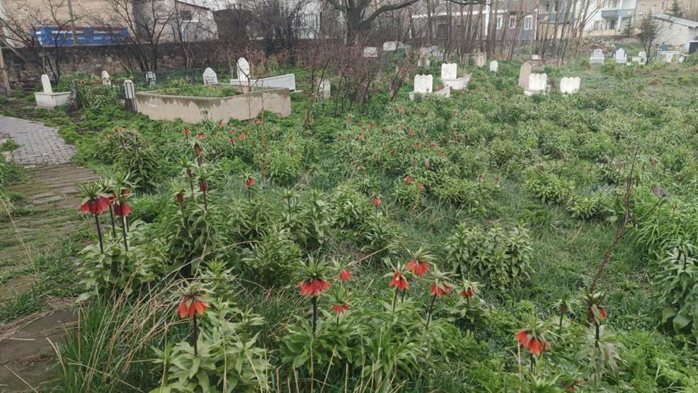 Vanda açan ters laleler ile kardelenler doğayı süsledi