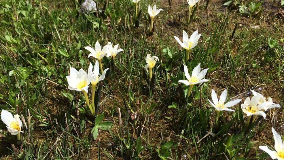 Vanda açan ters laleler ile kardelenler doğayı süsledi