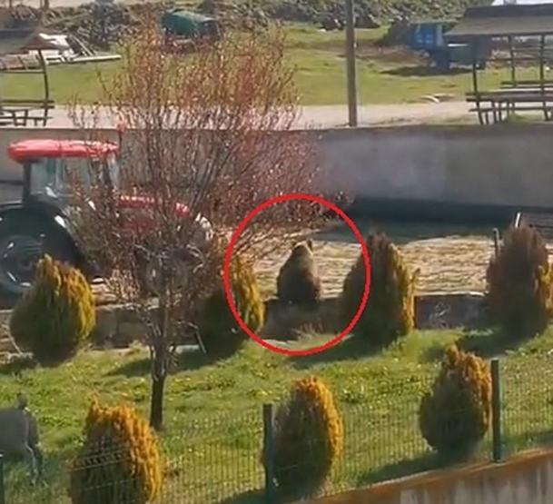 Kış uykusundan uyanıp köye inen ayıyı köpekler kovaladı