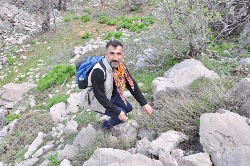 Dağdan toplanıyor, kilosu 10 bin TLye satılıyor Bir çok hastalığa iyi geldiğini biliyoruz