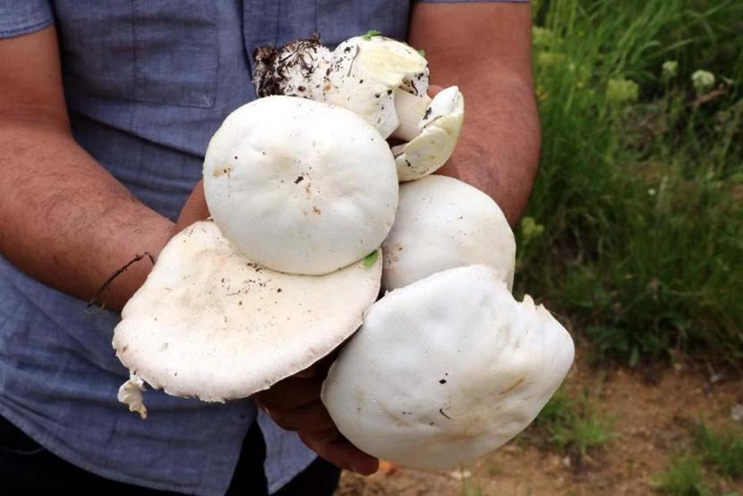 Doğada kendiliğinden yetişen protein deposu 2 bin rakımın üzerinde yetişiyor