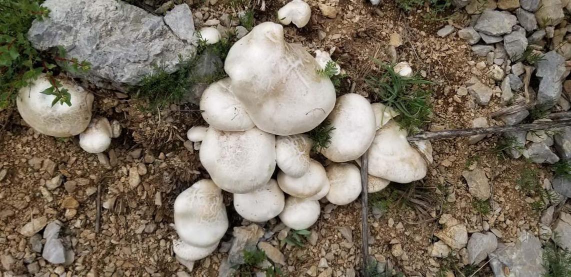 Doğada kendiliğinden yetişen protein deposu 2 bin rakımın üzerinde yetişiyor
