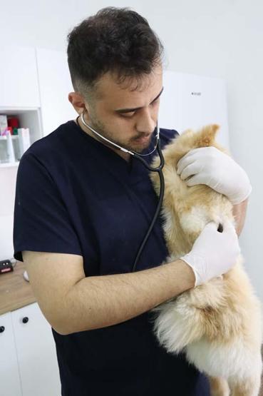 Evcil hayvan sahipleri dikkat: Yaz mevsiminde bunlara dikkat etmek hayati önem taşıyor