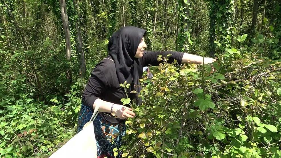 Doğanın şifalı otu ‘kırçanın sezonu başladı İltihap söktürücü, kan temizleyici, toksin atıcı...