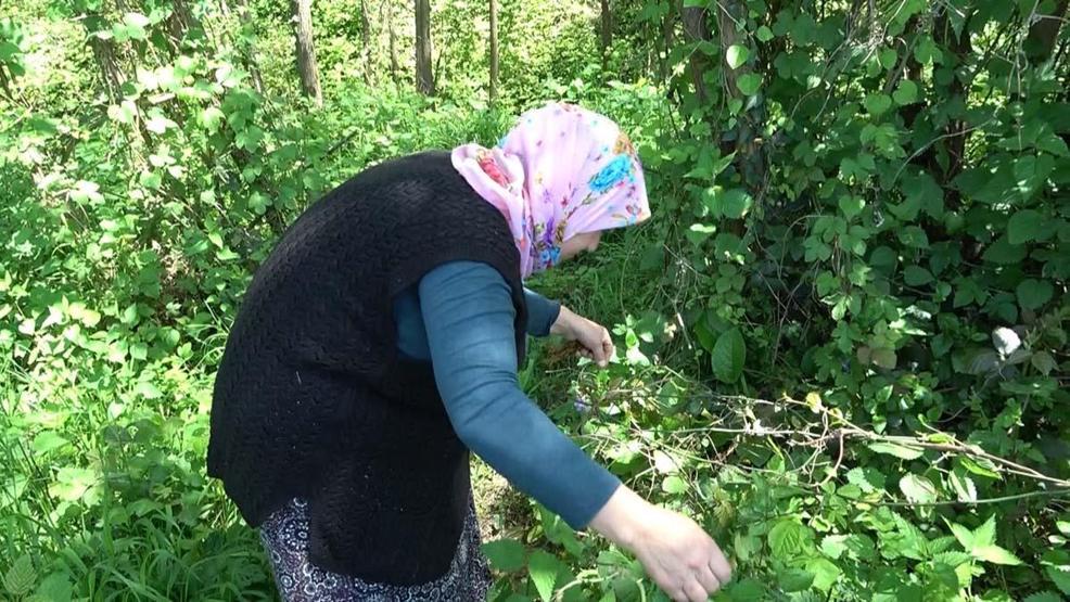 Doğanın şifalı otu ‘kırçanın sezonu başladı İltihap söktürücü, kan temizleyici, toksin atıcı...