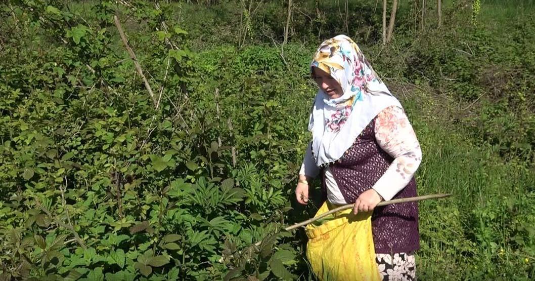 Doğanın şifalı otu ‘kırçanın sezonu başladı İltihap söktürücü, kan temizleyici, toksin atıcı...