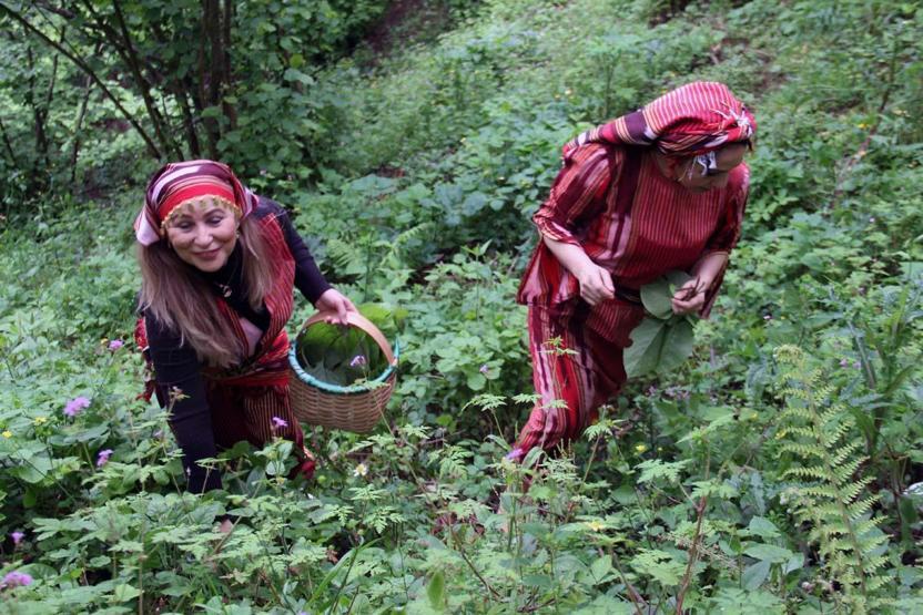 Karadenizin Doğal İlacı Balgam Söktürüyor, Bağırsak, Mide, Şeker Hastalığına İyİ Geliyor Diyet Yapanlar da Bol Bol Tüketiyor Şifa Kaynağı; ‘Kaldirik Otu