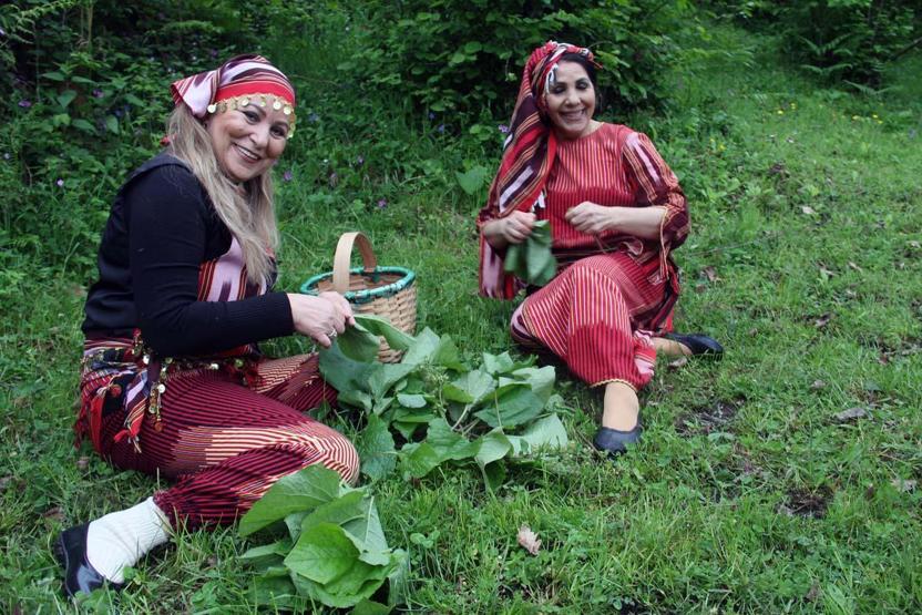 Karadenizin Doğal İlacı Balgam Söktürüyor, Bağırsak, Mide, Şeker Hastalığına İyİ Geliyor Diyet Yapanlar da Bol Bol Tüketiyor Şifa Kaynağı; ‘Kaldirik Otu
