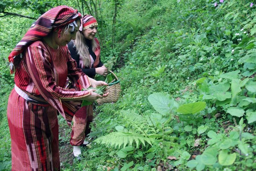 Karadenizin Doğal İlacı Balgam Söktürüyor, Bağırsak, Mide, Şeker Hastalığına İyİ Geliyor Diyet Yapanlar da Bol Bol Tüketiyor Şifa Kaynağı; ‘Kaldirik Otu