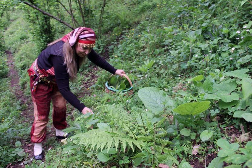 Karadenizin Doğal İlacı Balgam Söktürüyor, Bağırsak, Mide, Şeker Hastalığına İyİ Geliyor Diyet Yapanlar da Bol Bol Tüketiyor Şifa Kaynağı; ‘Kaldirik Otu