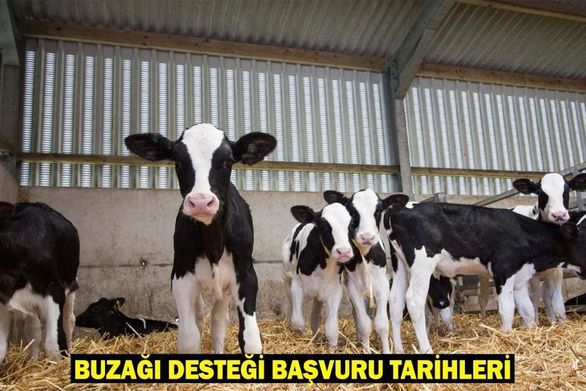 2. DÖNEM BUZAĞI DESTEKLEME BAŞVURU TARİHLERİ: Buzağı desteği sonj başvuru tarihi ne zaman
