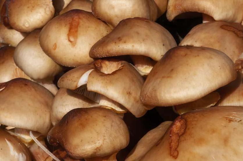 Mantar zehirlenmelerine dikkat