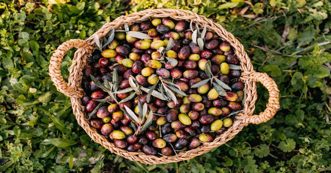 Zeytin Nasıl Yetişir Türkiyede Zeytin En İyi Nerede Yetişir
