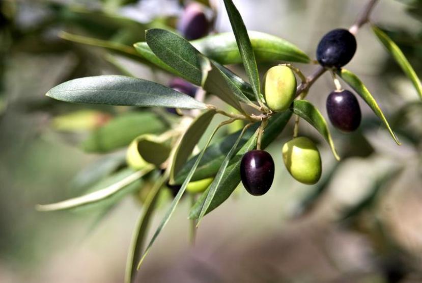 Zeytin Nasıl Yetişir Türkiyede Zeytin En İyi Nerede Yetişir