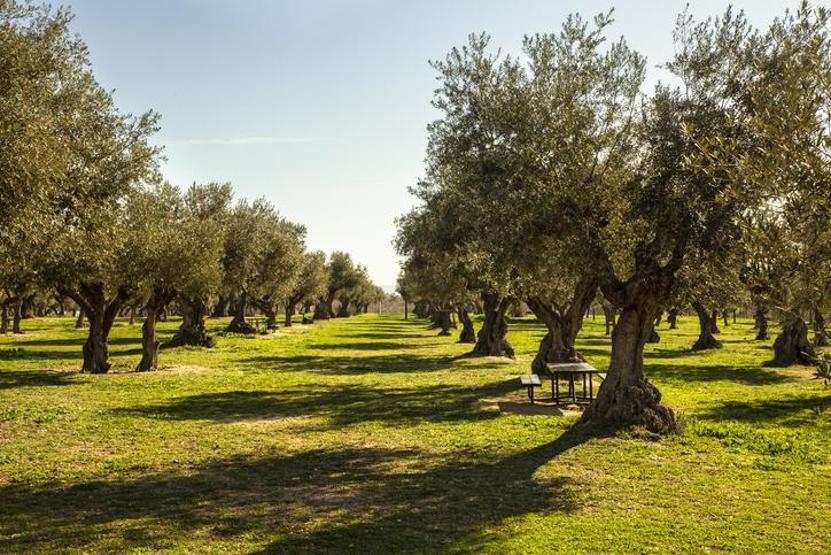 Zeytin Nasıl Yetişir Türkiyede Zeytin En İyi Nerede Yetişir