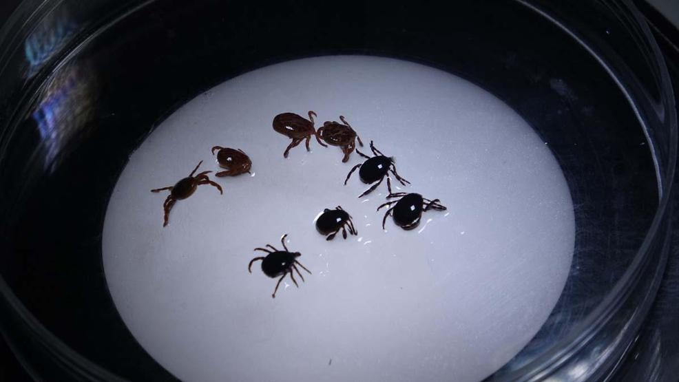 7 ilde kene alarmı Kendisi kadar yanlış uygulamalar da öldürüyor... Sakın bu hataları yapmayın