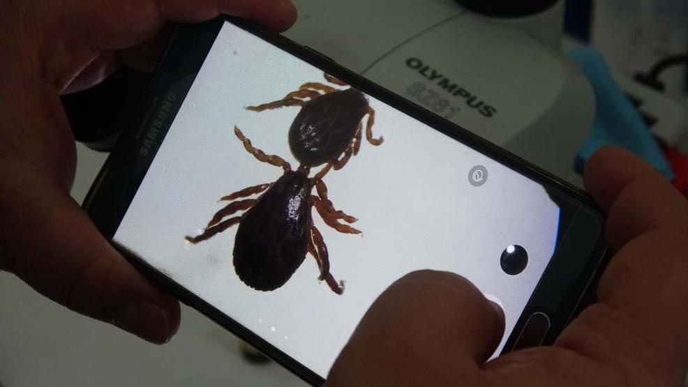7 ilde kene alarmı Kendisi kadar yanlış uygulamalar da öldürüyor... Sakın bu hataları yapmayın