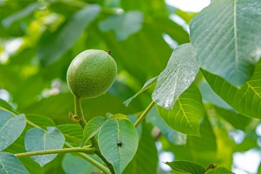 Deneyin, farkı görün Flavonoidler, polifenoller ve C vitamini içeriyor Cilt sağlığını destekliyor, saç dökülmesini azaltıyor
