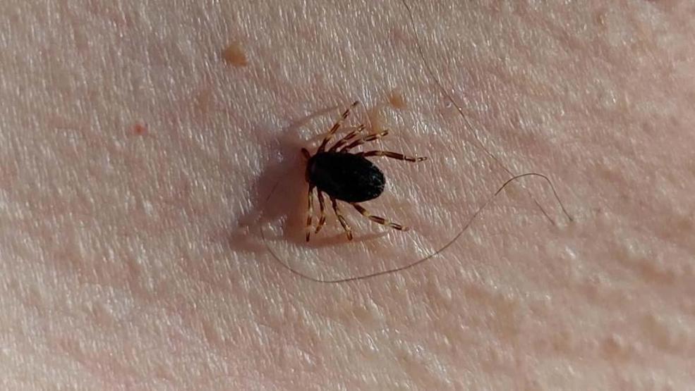 Doğu Karadenizde kene alarmı İlk vaka görüldü... Kurban Bayramı dönemine çok dikkat etmek gerekiyor, çünkü...