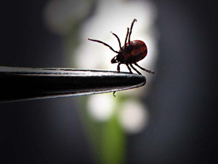 Doğu Karadenizde kene alarmı İlk vaka görüldü... Kurban Bayramı dönemine çok dikkat etmek gerekiyor, çünkü...
