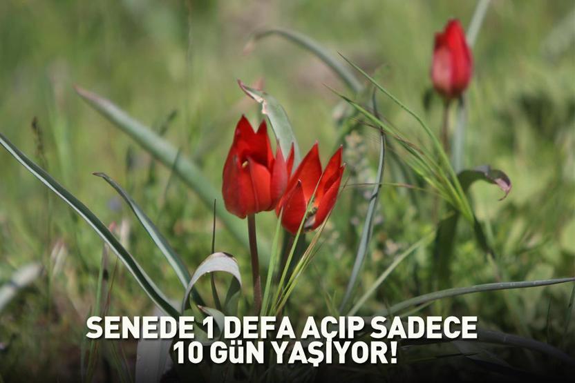 Senede bir kere açıp sadece 10 gün yaşıyor Dokunan yandı: Yüz binlerce lira cezası var