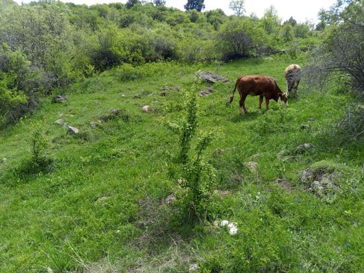 Bahar geldi, toplanmaya başladı Erzurumda vatandaşlara zehirli mantar uyarısı: Ölümcül olabilir