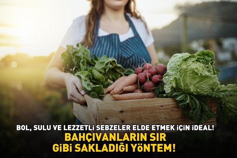 BAHÇIVANLARIN UYGULADIĞI EŞSİZ YÖNTEM Bol, sulu ve lezzetli sebzeler için mutlaka deneyin
