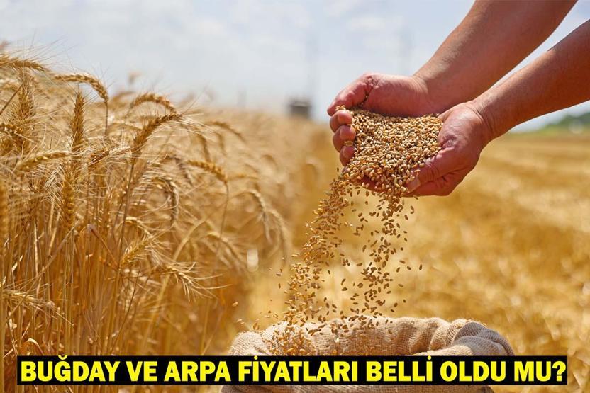 Buğday ve Arpa Fiyatları Belli Oldu mu Buğday Taban Fiyatları Ne Zaman Açıklanır Gözler TMOya Çevrildi