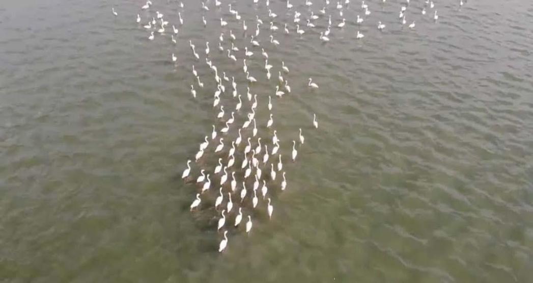 Erçek Gölünün narin misafirleri flamingolar gelmeye başladı
