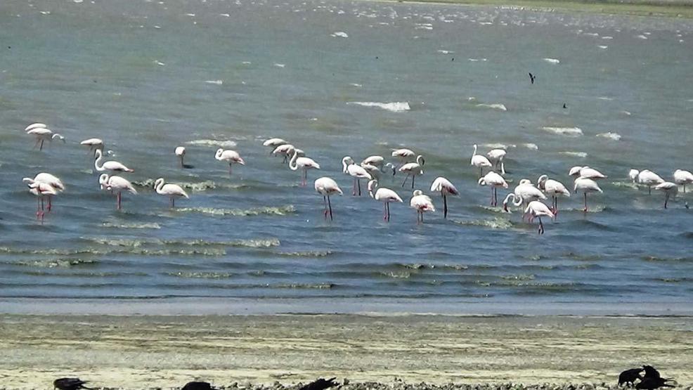 Erçek Gölünün narin misafirleri flamingolar gelmeye başladı
