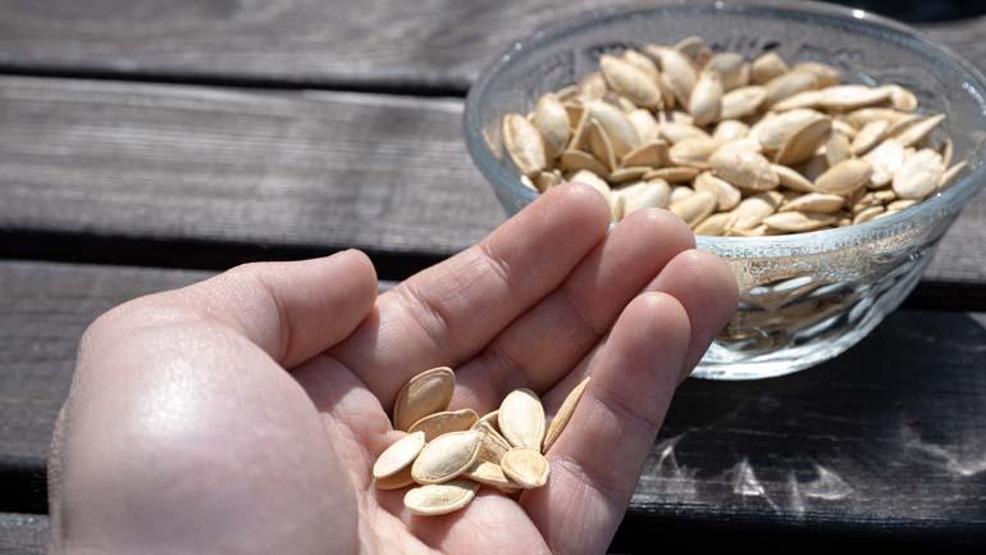 Kabak çekirdeğine Salmonella, zencefile Bacillus cereus nasıl bulaşıyor