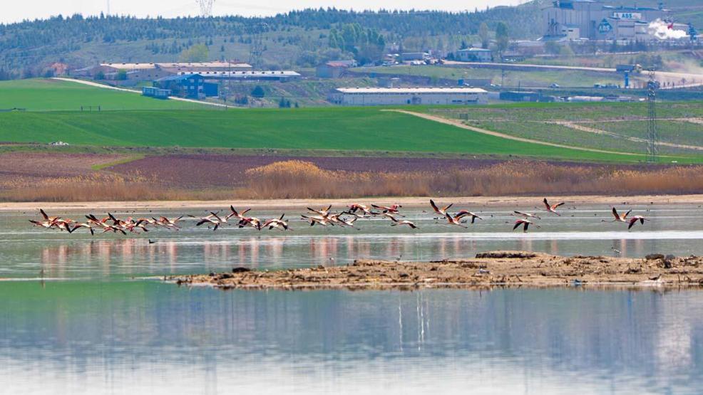 Gölbaşı flamingoları ağırlıyor