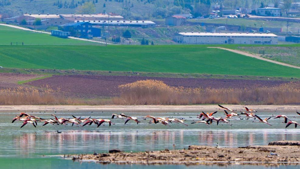Gölbaşı flamingoları ağırlıyor
