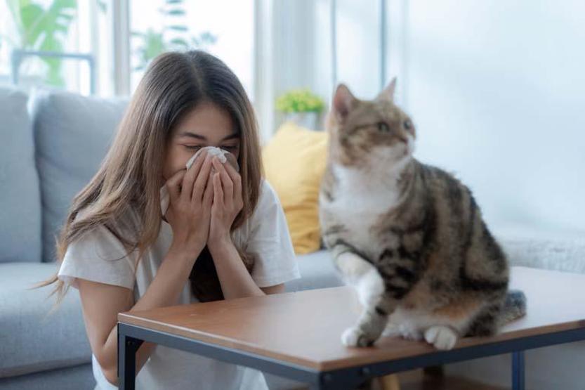Sırrı çözüldü Sarman kediler neden genelde erkek