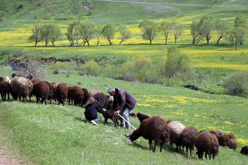 Ağrıda baharın gelişiyle dağlarda rengarenk çiçekler açtı