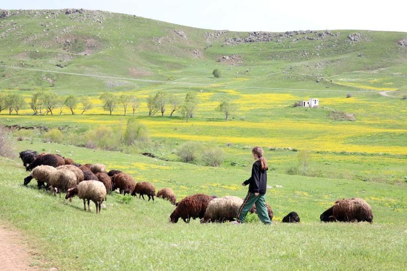Ağrıda baharın gelişiyle dağlarda rengarenk çiçekler açtı