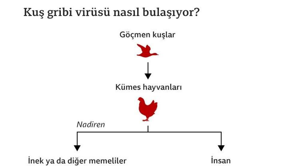 Bir sonraki pandemi kuş gribi mi İnsanlar kuş gribine yakalanabilir mi Kuş gribi virüsü nasıl bulaşıyor Bilim insanları açıkladı