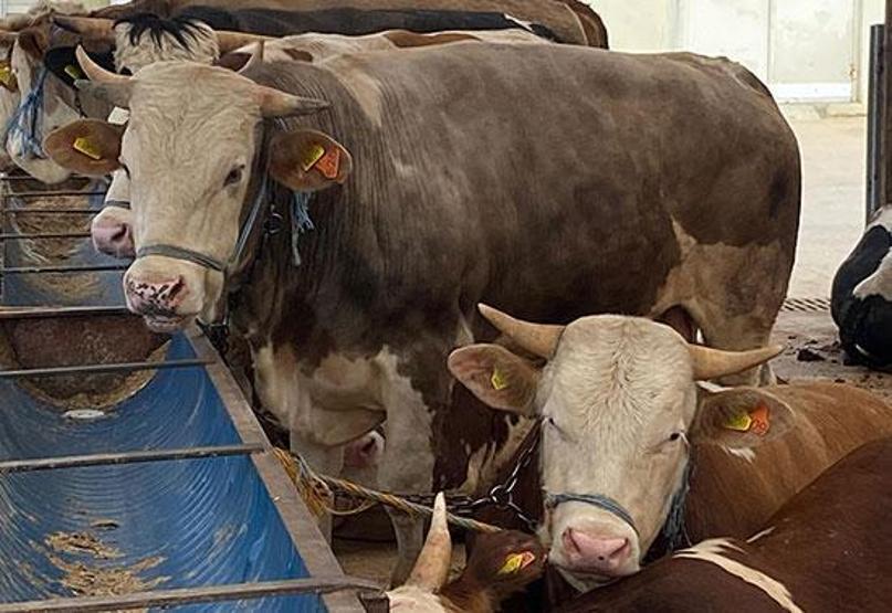 Uzmanı 4 özellik saydı BU KURBANLARDAN UZAK DURUN