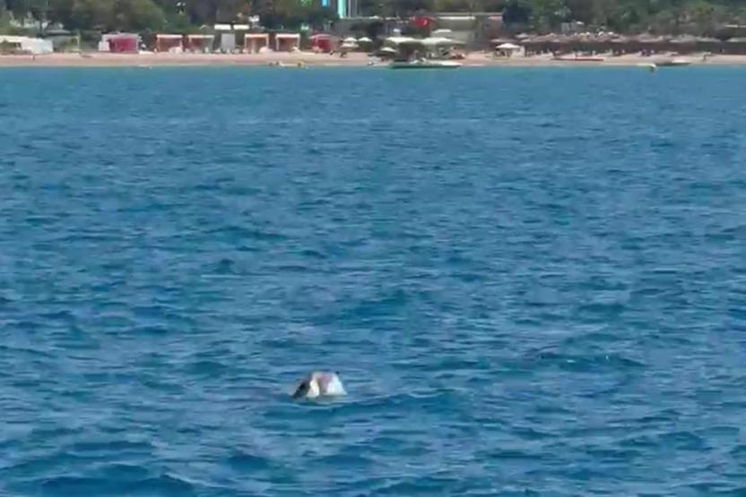 Side açıklarında görüntülendi Turistler heyecan içinde izledi